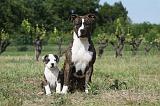 AMSTAFF  ADULT & PUPPIES 031